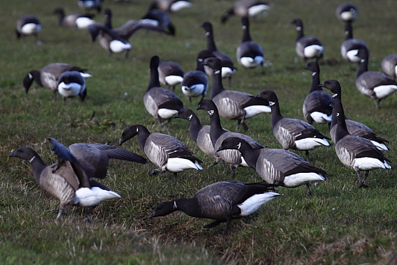 Ganzen op een weiland bij Buren op Ameland foto Jan Spoelstra