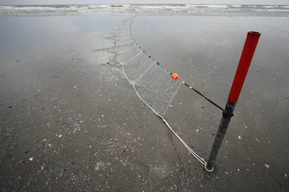 Staand want op het Noordzeestrand van Ameland foto Jan Spoelstra Staand want op het Noordzeestrand van Ameland foto Jan Spoelstra