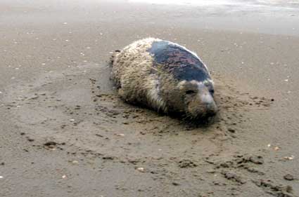 ameland grijze zeehond foto dirk visser