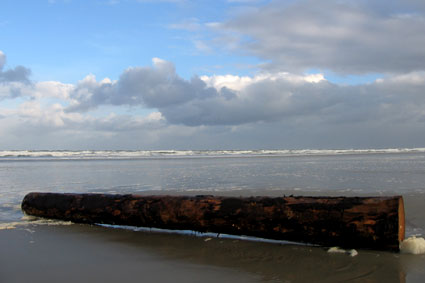 ameland boomstammen