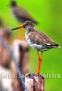 Tureluur op Ameland foto Jan Spoelstra