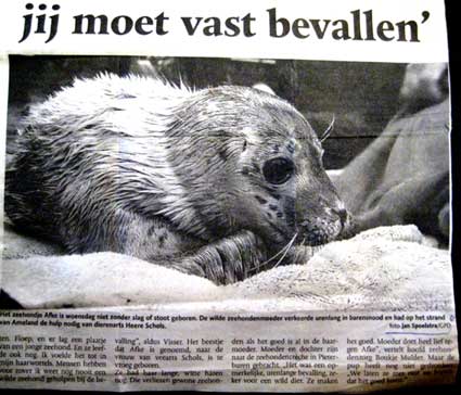 Ameland foto Jan Spoelstra  zeehond