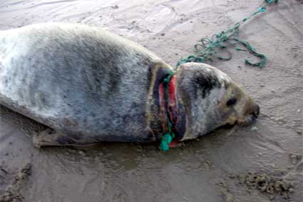 laatste boot ameland grijze zeehond gedood door visnet ameland nieuws laatste boot ameland grijze zeehond gedood door visnet ameland nieuws