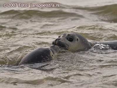 Voor fotografie op ameland: www.janspoelstra.nl