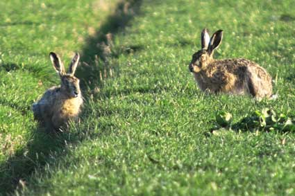 Voor fotografie op ameland: www.janspoelstra.nl