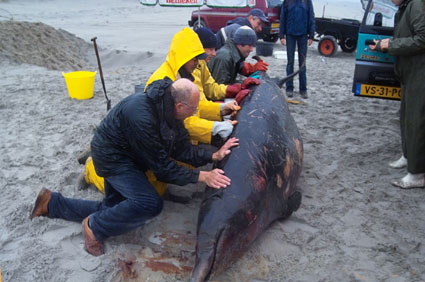 Ameland (�2005 Jan Spoelstra  / e-comm.nl