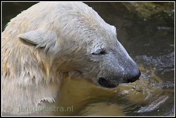 Voor fotografie op ameland: www.janspoelstra.nl
