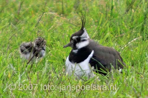 Voor fotografie op ameland: www.janspoelstra.nl