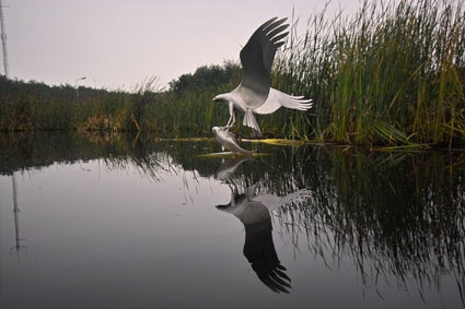 Voor fotografie en persberichten vanaf ameland: www.janspoelstra.nl