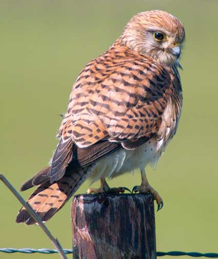Voor fotografie op ameland: www.janspoelstra.nl
