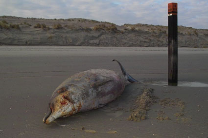 Ameland (�2005 Jan Spoelstra  / e-comm.nl