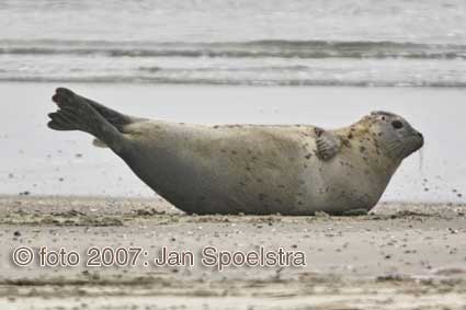 Voor fotografie op ameland: www.janspoelstra.nl