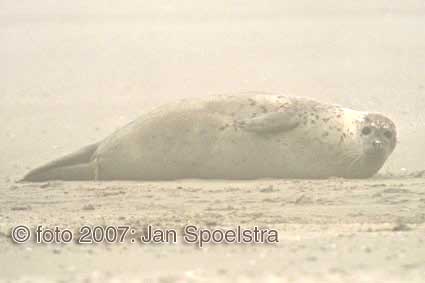 Voor fotografie op ameland: www.janspoelstra.nl