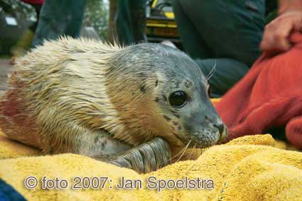 Voor fotografie op ameland: www.janspoelstra.nl