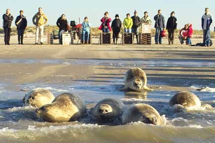 Ameland (&copy;2005 Jan Spoelstra / e-comm.nl