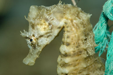 Voor fotografie op ameland: www.janspoelstra.nl